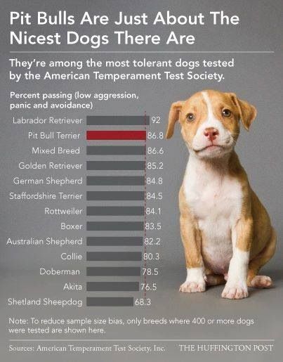 Red Nose Pitbull: Unveiling the Myths & Facts