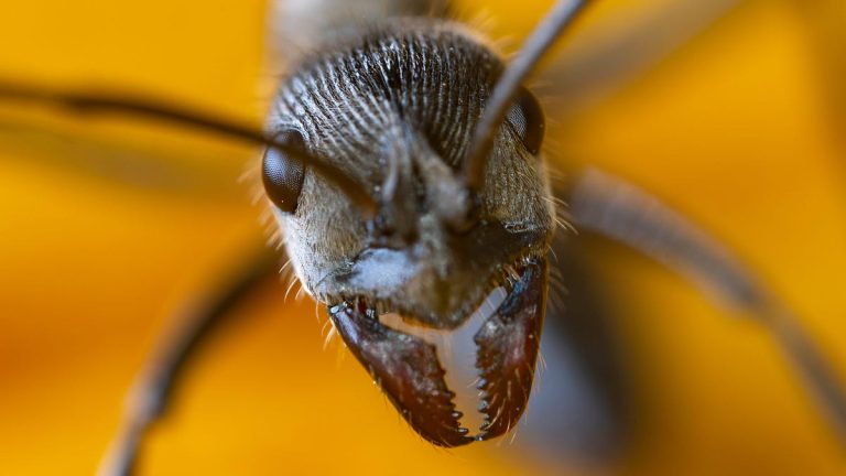 Why are There Insects in the Teeth?: Unveil the Mystery!